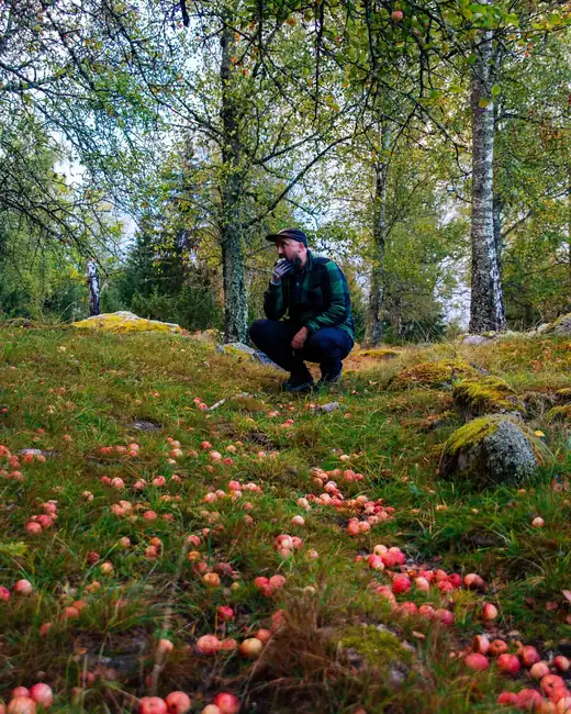 Brent crouching in an orchard among fallen apples